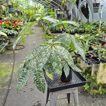 Load image into Gallery viewer, Pachira Aquatica Money Tree Variegated exact plant, Fedex 2day*

