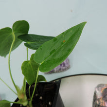 Load image into Gallery viewer, Anthurium Angamarcanum 2.5&quot; starter pot, ships nationwide
