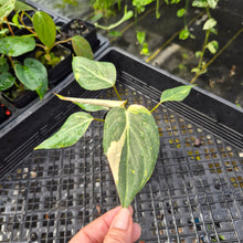 Load image into Gallery viewer, Philodendron Gloriosum Snow Leopard, variegated, Exact Plant Ships Nationwide
