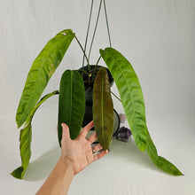 Load image into Gallery viewer, Philodendron Patriciae, Exact Plant
