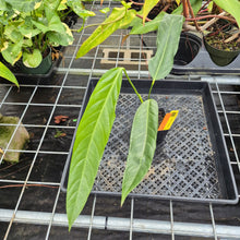Load image into Gallery viewer, Anthurium Spectabile, Exact Plant Ships Nationwide
