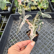 Load image into Gallery viewer, Alocasia Nobilis Pink variegated exact plant, Fedex 2day*
