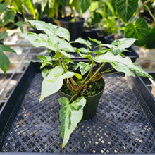 Load image into Gallery viewer, Syngonium Three Kings Magic Marble, Exact Plant Variegated Triple plant pot Ships Nationwide
