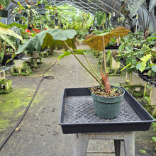 Load image into Gallery viewer, Philodendron Corsinianum exact plant, Fedex 2day*
