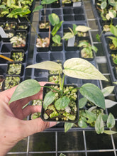 Load image into Gallery viewer, Epipremnum Pinnatum Cebu Blue Variegated 2.5" pot, Fedex 2day*
