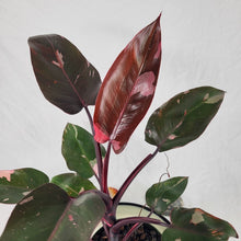 Load image into Gallery viewer, Philodendron Pink Princess, Exact Plant Variegated
