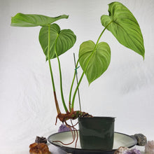 Load image into Gallery viewer, Philodendron Pastazanum, Exact Plant
