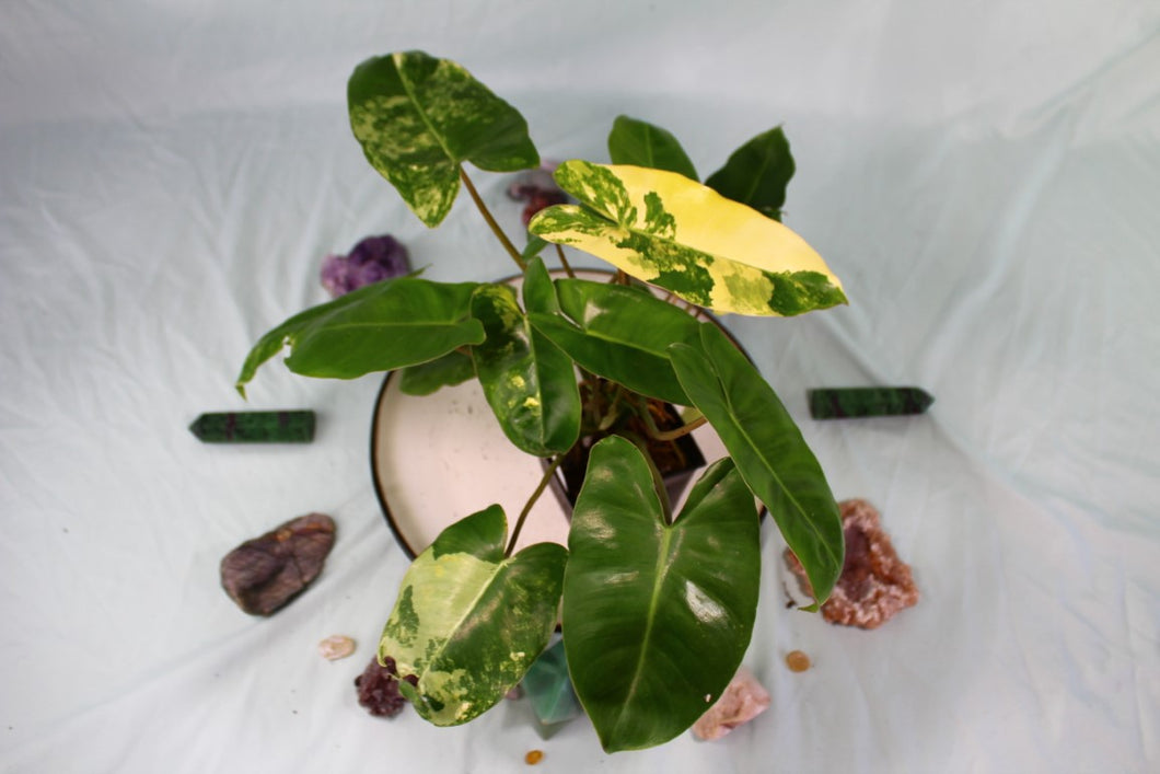 Variegated Philodendron Burle Marx Exact Plant