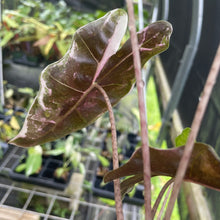 Load image into Gallery viewer, Alocasia Psuedosanderiana pink Variegated 2.5" pot, Fedex 2day*
