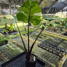 Load image into Gallery viewer, Alocasia Macrorhizza Black Stem, Exact Plant Variegated
