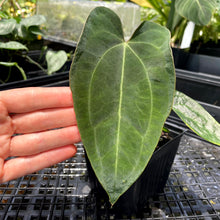 Load image into Gallery viewer, Anthurium Ace Of Spades X Papillilaminum, Exact Plant Ships Nationwide
