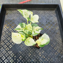 Load image into Gallery viewer, Pothos Manjula, Exact Plant variegated 4&quot; Ships Nationwide

