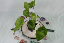 Load image into Gallery viewer, Anthurium Watermaliense, exact plant, ships nationwide
