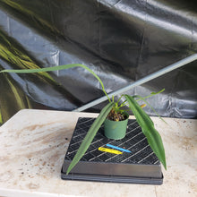 Load image into Gallery viewer, Anthurium Bakeri, Exact Plant Ships Nationwide
