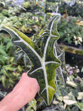 Load image into Gallery viewer, Alocasia Sanderiana Nobilis Aurea Variegated 2.5" pot, Fedex 2day*
