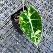 Load image into Gallery viewer, Alocasia Frydek, Exact Plant Variegated
