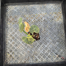 Load image into Gallery viewer, Philodendron Melanochrysum, Exact Plant Variegated Ships Nationwide
