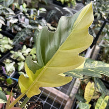 Load image into Gallery viewer, Philodendron Caramel Marble variegated exact plant, Fedex 2day*
