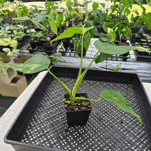 Load image into Gallery viewer, Monstera Borsigiana Aurea Variegated exact plant, Fedex 2day*
