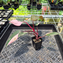 Load image into Gallery viewer, Philodendron Pink Princess Variegated exact plant, Fedex 2day*

