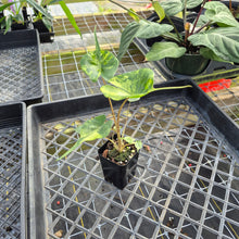Load image into Gallery viewer, Alocasia Stingray, Exact Plant Ships Nationwide
