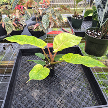 Load image into Gallery viewer, Philodendron Jungle Fever Mint, Exact Plant Variegated Ships Nationwide
