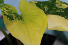 Load image into Gallery viewer, Variegated Syngonium Aurea Exact Plant
