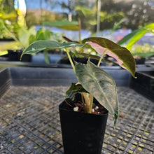 Load image into Gallery viewer, Alocasia polly pink variegated, Exact Plant Ships Nationwide.
