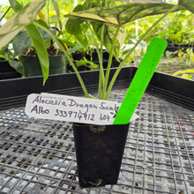 Load image into Gallery viewer, Alocasia dragon scale albo Exact Plant Ships Nationwide
