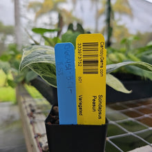Load image into Gallery viewer, Scindapsus Peasun, Exact Plant Variegated Ships Nationwide
