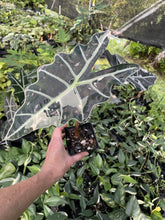 Load image into Gallery viewer, Alocasia Amazonica Large Form Pink Variegated Fedex 2day*

