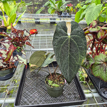Load image into Gallery viewer, Anthurium Ace Of Spades X Papillilaminum, Exact Plant
