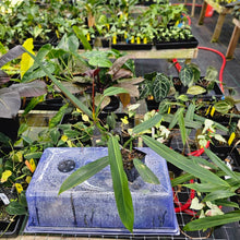 Load image into Gallery viewer, Philodendron Bicolor, Exact Plant Ships Nationwide
