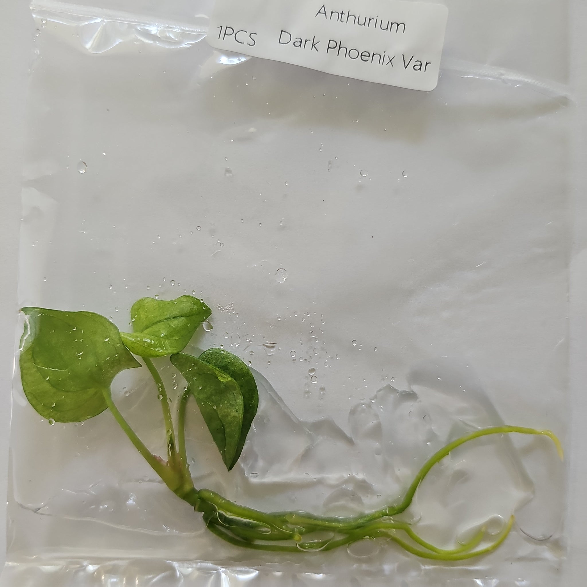 Anthurium Dark Phoenix variegated tissue culture 2DayAir – Canopy Gems