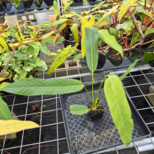 Load image into Gallery viewer, Anthurium Spectabile, Exact Plant Ships Nationwide
