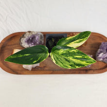 Load image into Gallery viewer, Monstera Standleyana Aurea Variegated 2.5&quot; Pot, Fedex 2 day*
