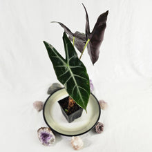 Load image into Gallery viewer, Alocasia Longiloba, Denudata, Exact Plant
