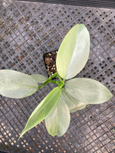 Load image into Gallery viewer, Philodendron Hastatum Silver Sword, Exact Plant Variegated Ships Nationwide
