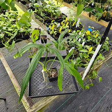Load image into Gallery viewer, Philodendron Holtonianum, Exact Plant Ships Nationwide
