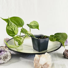 Load image into Gallery viewer, Philodendron Hederaceum, Heart Leaf, Exact Plant Variegated Ships Nationwide
