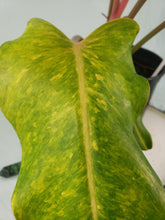 Load image into Gallery viewer, Orange Marmalade, Exact Plant, Philodendron
