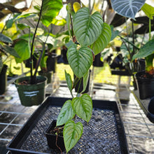 Load image into Gallery viewer, Philodendron Sodiroi True Form, Exact Plant Ships Nationwide
