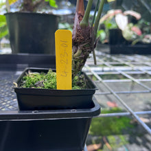 Load image into Gallery viewer, Anthurium Decipiens, Exact Plant
