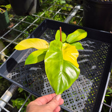 Load image into Gallery viewer, Philodendron Jungle Fever Yellow, Exact Plant Ships Nationwide
