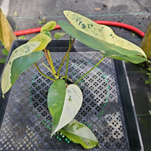 Load image into Gallery viewer, Philodendron Ilsemanii, Exact Plant Variegated Ships Nationwide
