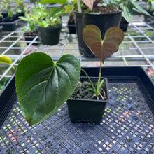Load image into Gallery viewer, Anthurium Moodeanum, Exact Plant

