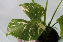 Load image into Gallery viewer, Variegated Monstera Thai Constellation Exact Plant
