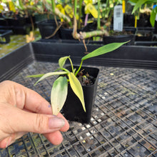 Load image into Gallery viewer, Philodendron Joepii Variegated, Exact Plant Ships Nationwide
