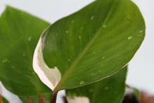 Load image into Gallery viewer, Variegated Philodendron White Knight Exact Plant
