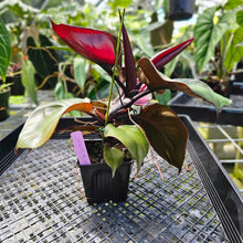Load image into Gallery viewer, Philodendron Red Heart, Exact Plant
